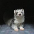 2023年2月14日 (火) 21:44時点における版のサムネイル